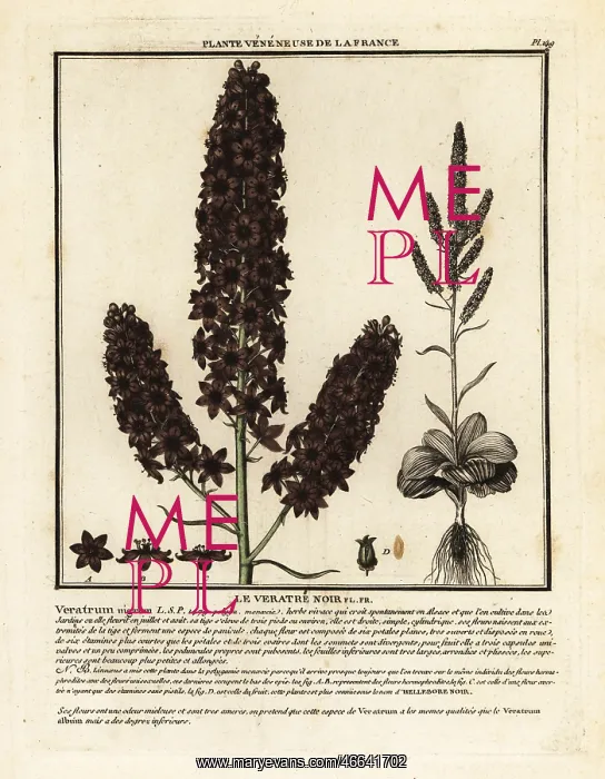 : Black false hellebore, Veratrum nigrum : Black false hellebore, Veratrum nigrum