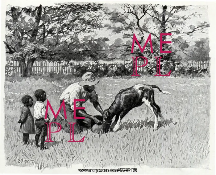  : Black Farmer feeds Calf from Bucket