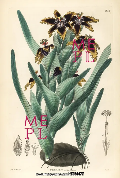 : Black flag, Ferraria crispa : Black flag, Ferraria crispa