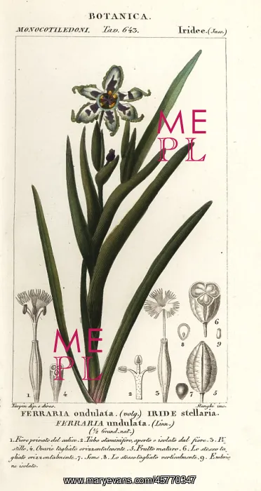 : Black flag or starfish iris, Ferraria undulata : Black flag or starfish iris, Ferraria undulata