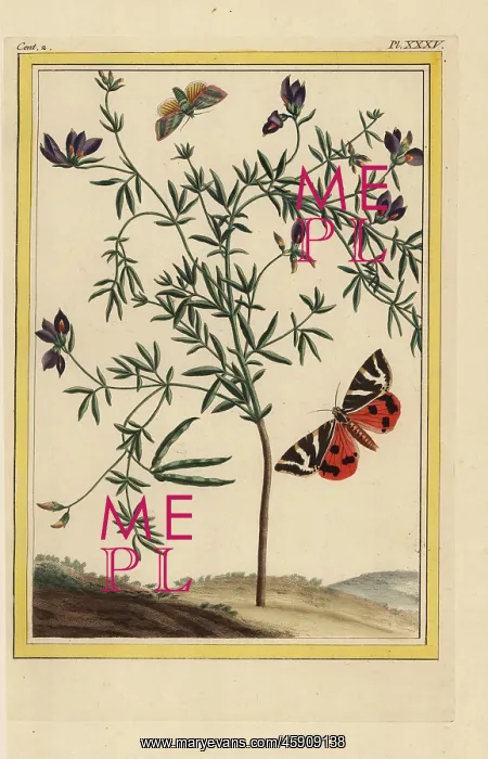 : Black-flowered lotus, Lotus jacobaeus : Black-flowered lotus, Lotus jacobaeus