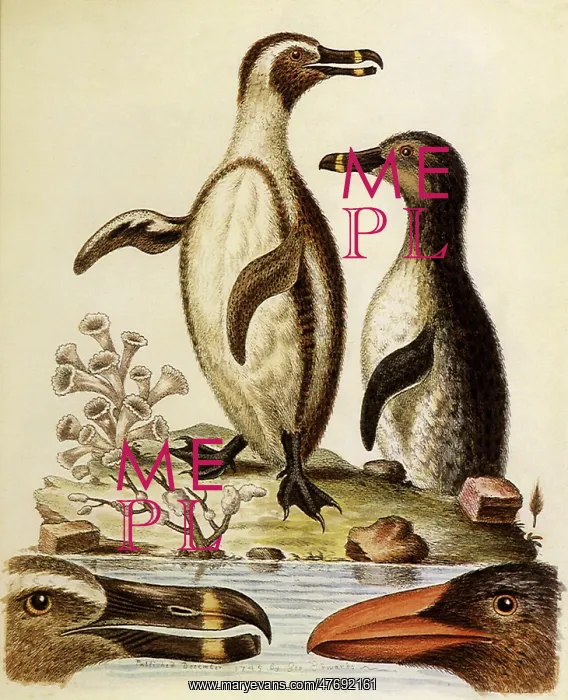 : Black-Footed Penguin, Spheniscus demersus : Black-Footed Penguin, Spheniscus demersus