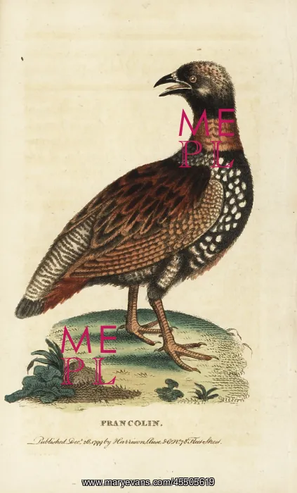 : Black francolin, Francolinus francolinus : Black francolin, Francolinus francolinus