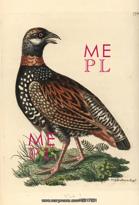 : Black francolin, Francolinus francolinus : Black francolin, Francolinus francolinus