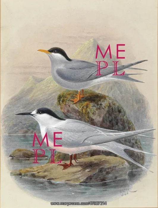 : Black-Fronted and White-Fronted Terns : Black-Fronted and White-Fronted Terns