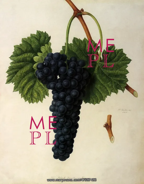  : Black Frontiniac Grapes