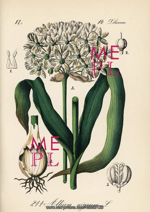 : Black garlic, Allium nigrum : Black garlic, Allium nigrum