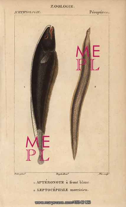 : Black ghost, Apteronotus albifrons, and conger : Black ghost, Apteronotus albifrons, and conger