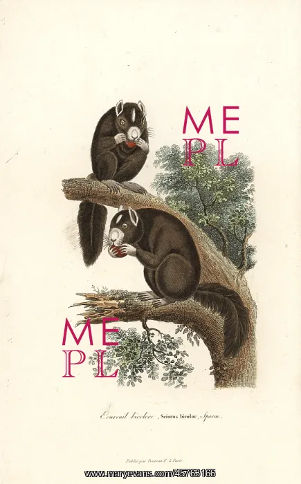 : Black giant squirrel or Malayan giant squirrel : Black giant squirrel or Malayan giant squirrel