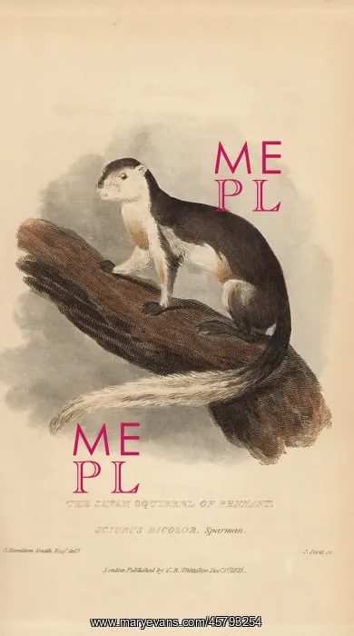 : Black giant squirrel or Malayan giant squirrel : Black giant squirrel or Malayan giant squirrel