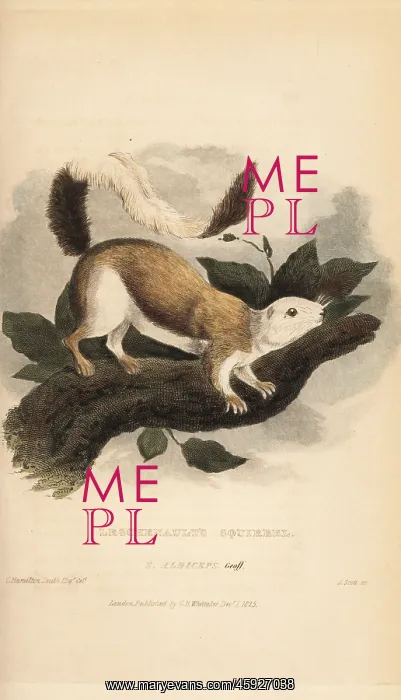  : Black giant squirrel or Malayan giant squirrel