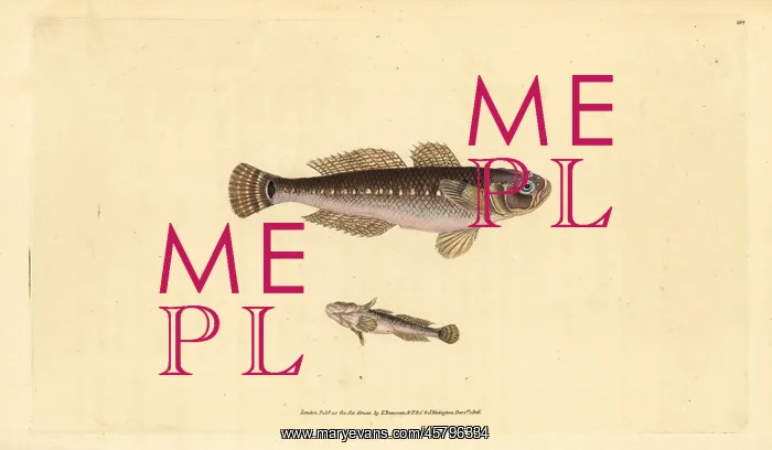 : Black goby, Gobius niger : Black goby, Gobius niger