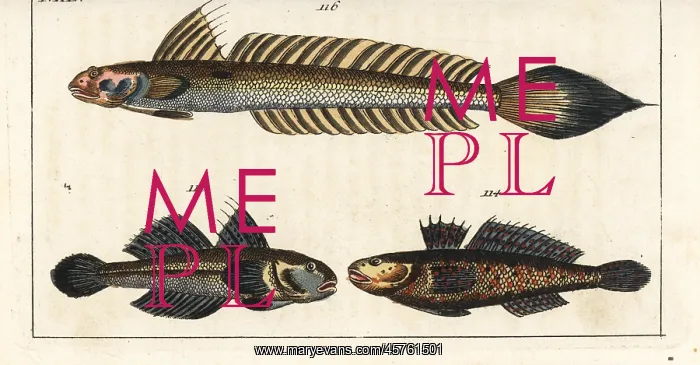 : Black goby and highfin goby : Black goby and highfin goby
