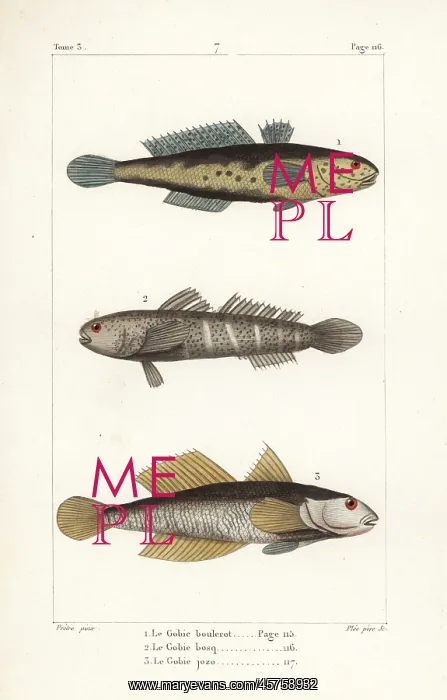 : Black goby and naked goby : Black goby and naked goby