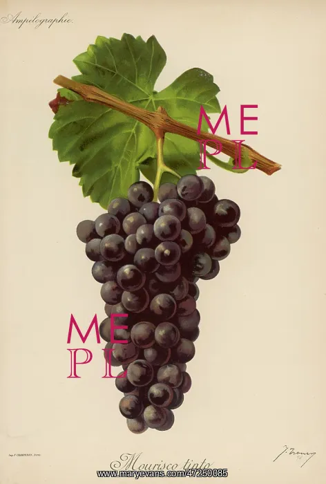  : BLACK GRAPE FRONCY
