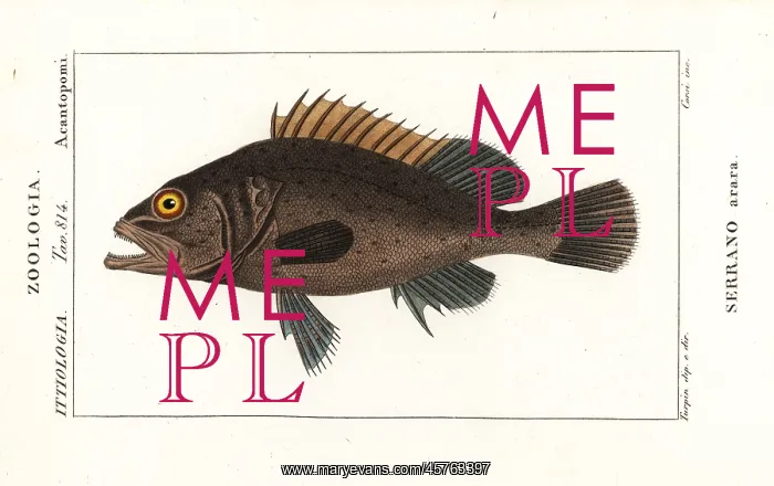 : Black grouper, Mycteroperca bonaci : Black grouper, Mycteroperca bonaci