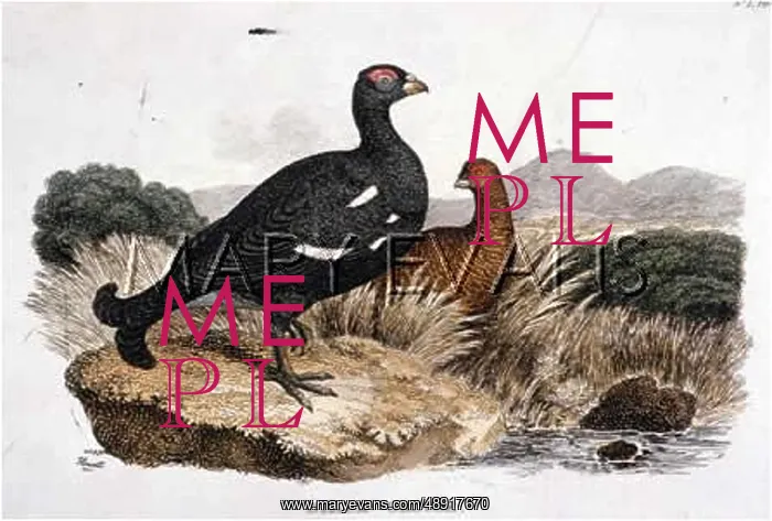  : BLACK GROUSE