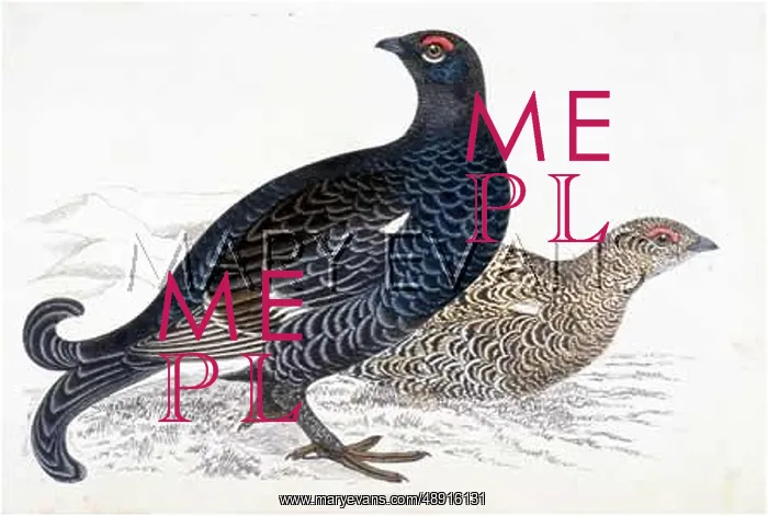  : BLACK GROUSE (MORRIS)