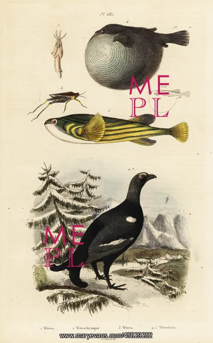 : Black grouse, pufferfish and groundhopper : Black grouse, pufferfish and groundhopper