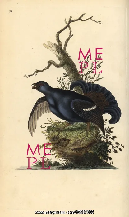 : Black grouse, Tetrao tetrix : Black grouse, Tetrao tetrix