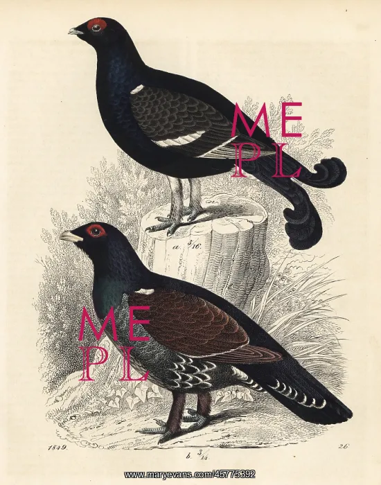 : Black grouse and western capercaillie : Black grouse and western capercaillie