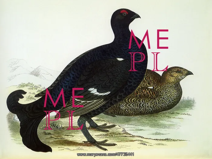  : Black Grouses, Tetrao tetriX