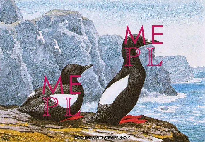 : BLACK GUILLEMOT : BLACK GUILLEMOT