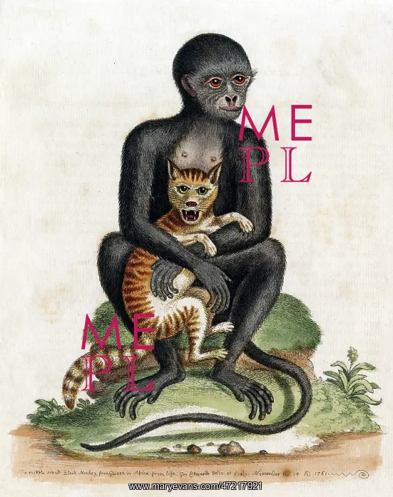 : BLACK GUINEA MONKEY : BLACK GUINEA MONKEY