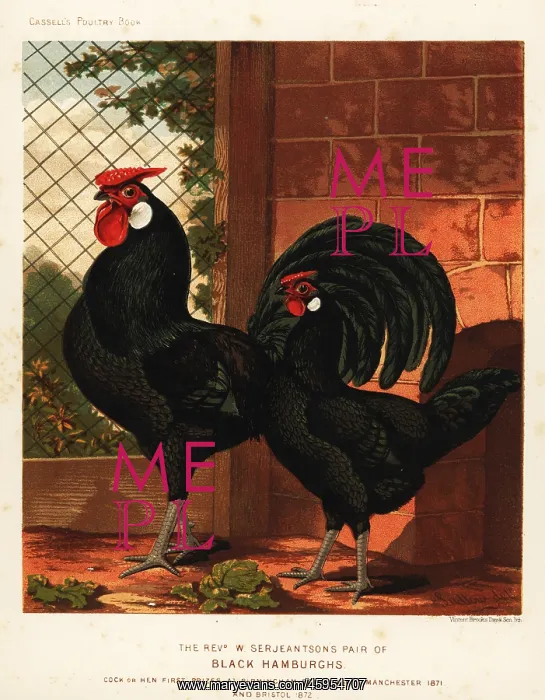 : Black Hamburgh cock and hen : Black Hamburgh cock and hen