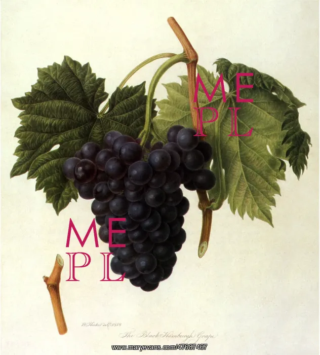  : Black Hamburgh Grapes