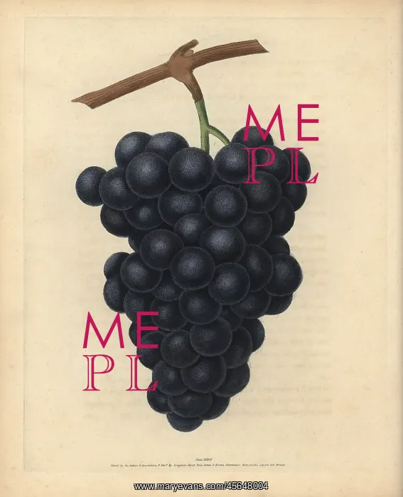 : Black Hamburgh grapes, Vitis vinifera : Black Hamburgh grapes, Vitis vinifera