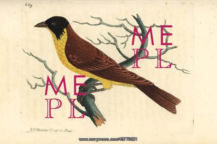 : Black-headed bunting, Emberiza melanocephala : Black-headed bunting, Emberiza melanocephala