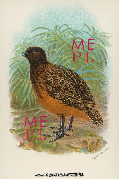 : BLACK-HEADED COLIN : BLACK-HEADED COLIN