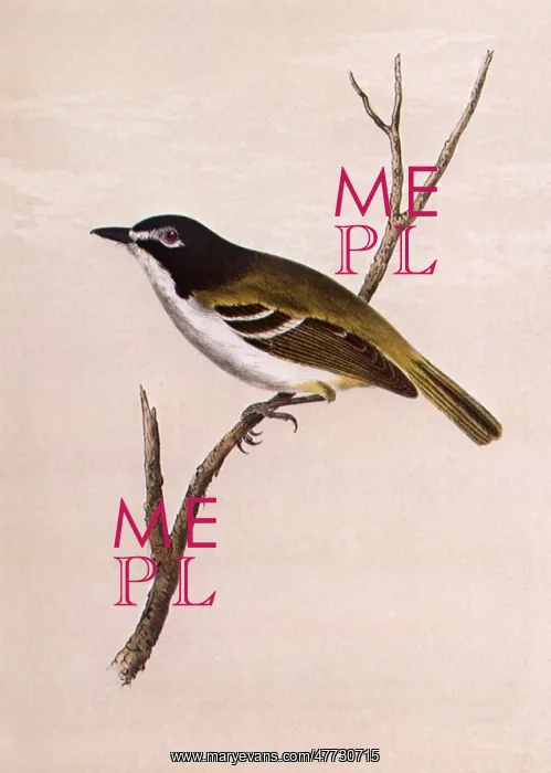 : Black-headed Flycatcher, Vireo atricapillus : Black-headed Flycatcher, Vireo atricapillus
