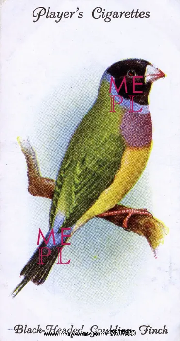  : Black-Headed Gouldian Finch