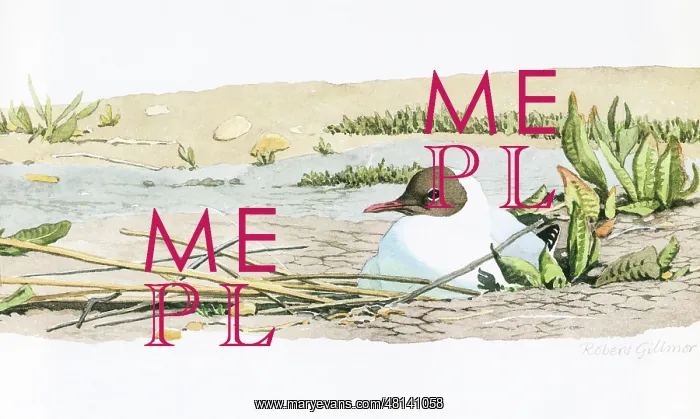  : Black-headed Gull