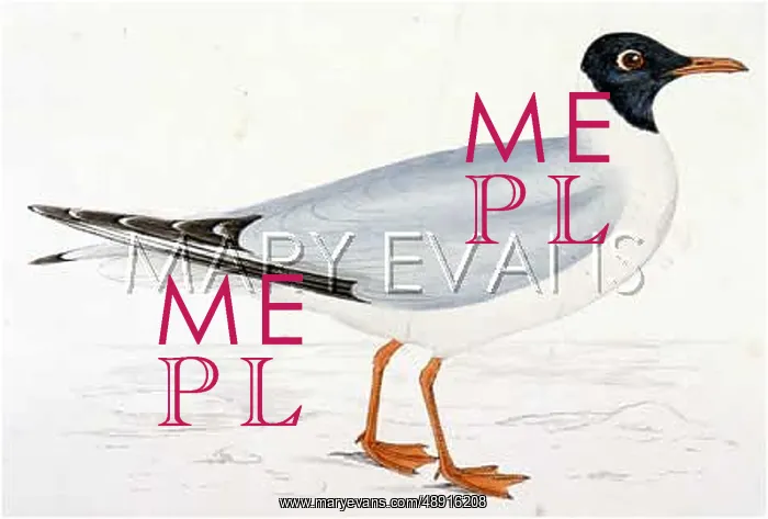 : BLACK-HEADED GULL : BLACK-HEADED GULL