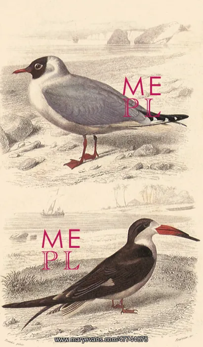  : A Black-Headed Gull and a Black Skimmer