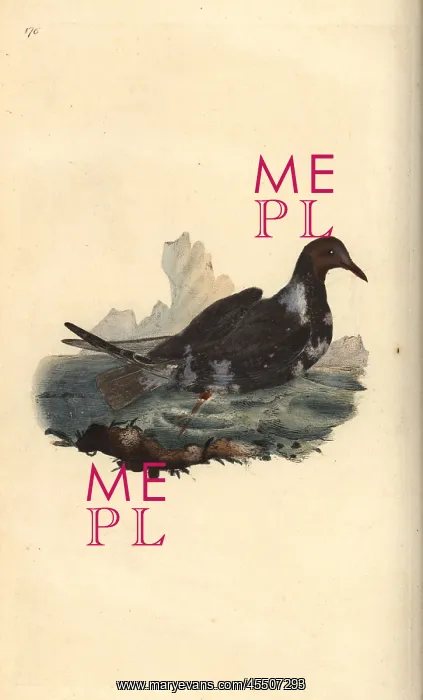 : Black-headed gull, Chroicocephalus ridibundus : Black-headed gull, Chroicocephalus ridibundus
