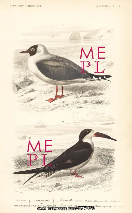 : Black-headed gull, Chroicocephalus ridibundus : Black-headed gull, Chroicocephalus ridibundus