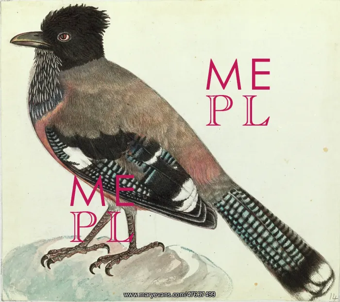 : Black-headed Jay, Garrulus lanceolatus : Black-headed Jay, Garrulus lanceolatus