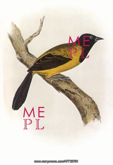 : Black-headed Oriole, Icterus melanocephalus : Black-headed Oriole, Icterus melanocephalus
