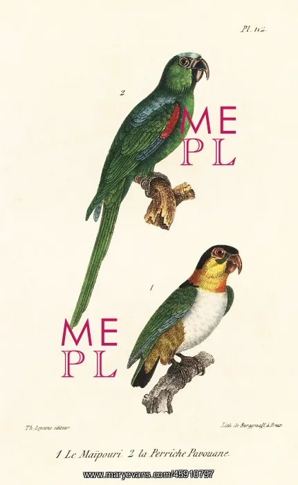 : Black-headed parrot and white-eyed conure : Black-headed parrot and white-eyed conure