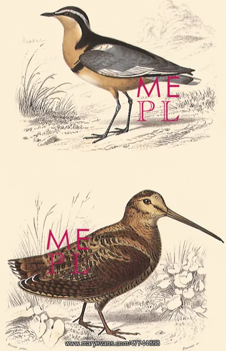 : A Black-Headed Plover and a Woodcock : A Black-Headed Plover and a Woodcock