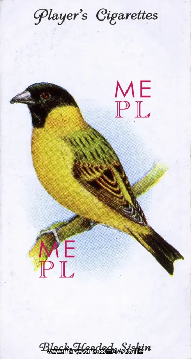  : Black-Headed Siskin