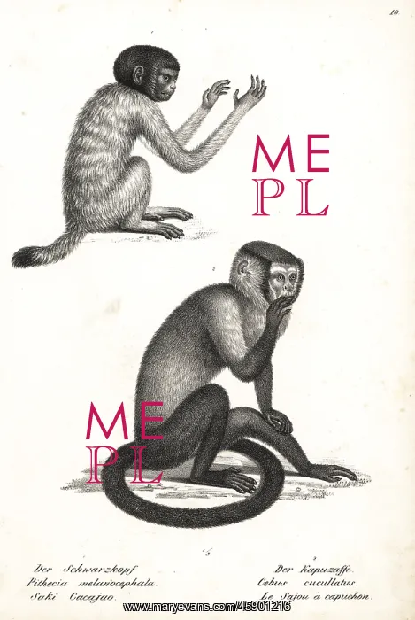 : Black-headed uakari and black capuchin : Black-headed uakari and black capuchin