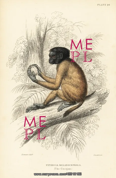 : Black-headed uakari, Cacajao melanocephalus : Black-headed uakari, Cacajao melanocephalus