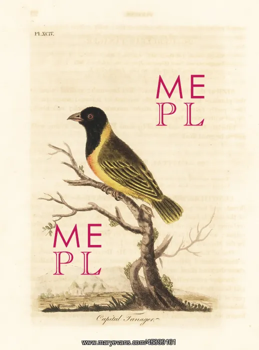 : Black-headed yellow-collared weaver, Ploceus : Black-headed yellow-collared weaver, Ploceus