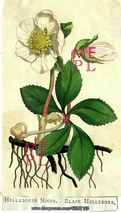  : Black Hellebore or Christmas Rose