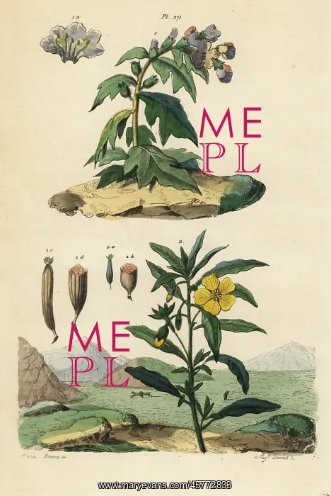 : Black henbane and Peruvian primrose-willow : Black henbane and Peruvian primrose-willow